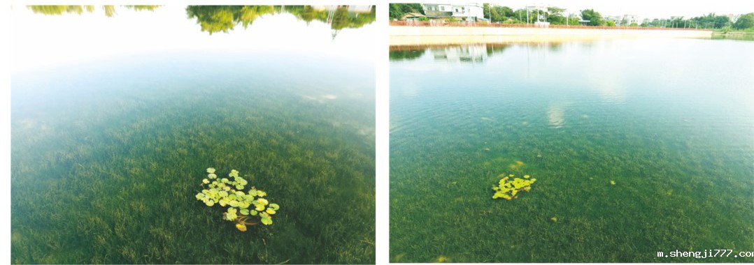 耀潭景观湖修复后