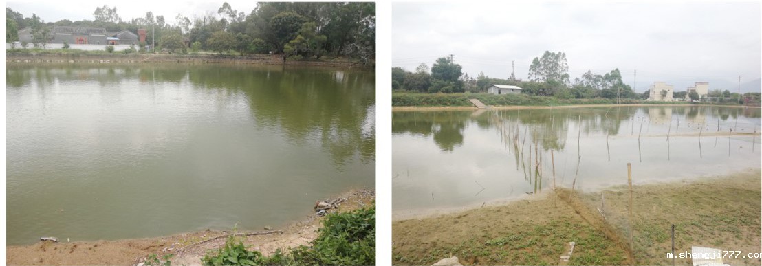 下埔景观修复前