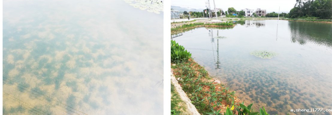 下埔景观修复后